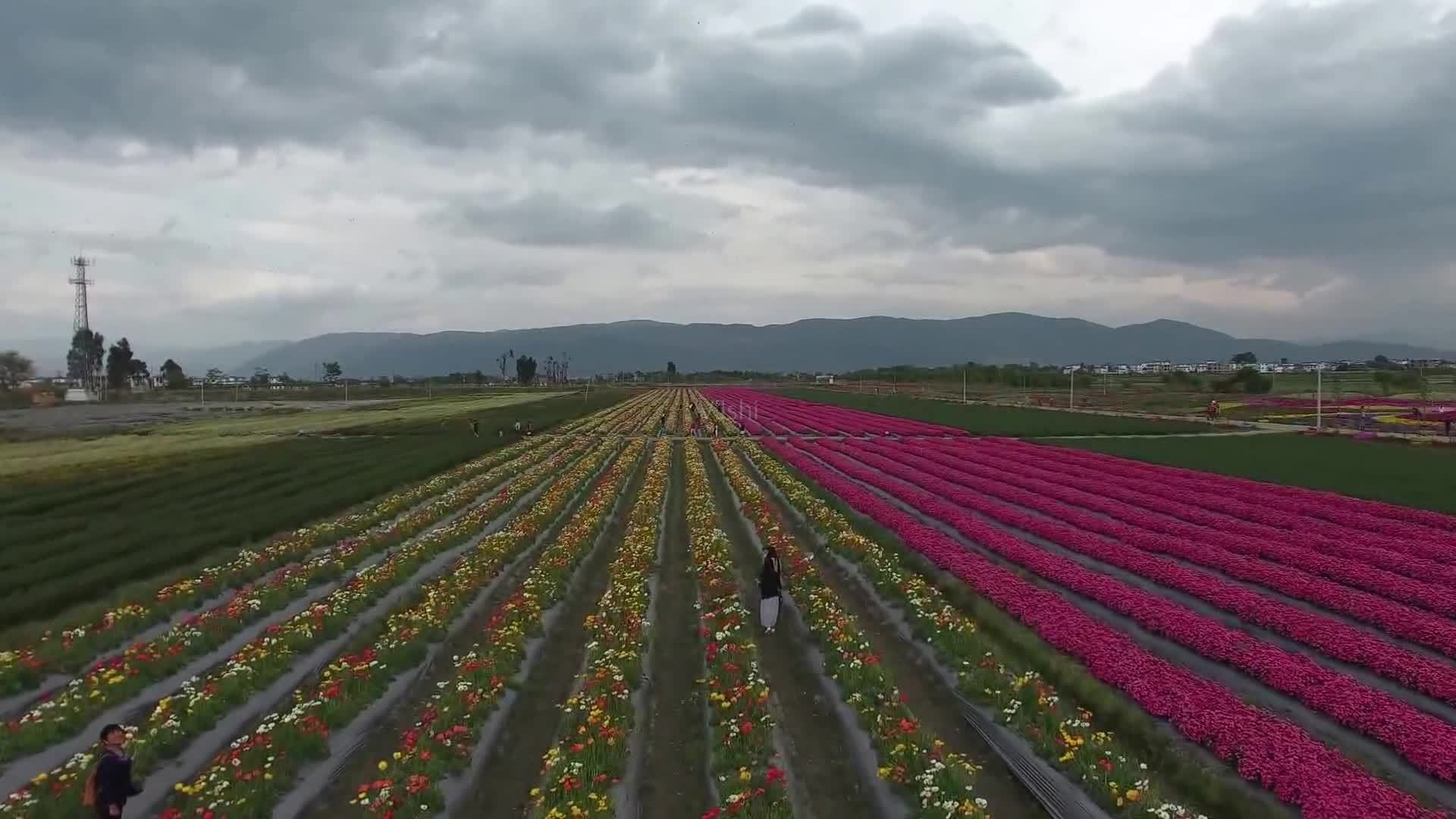 荨麻箐村