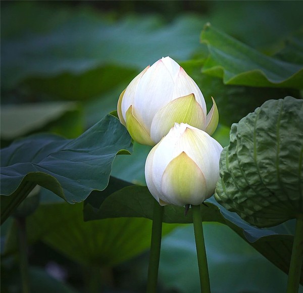 小水美村