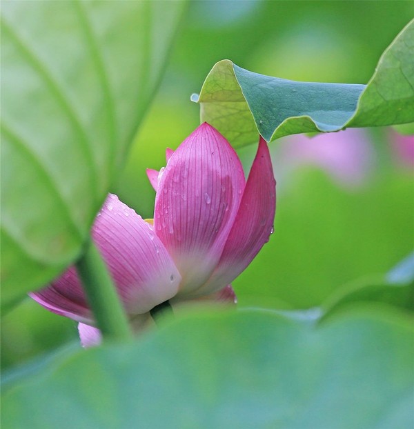 石朵河村
