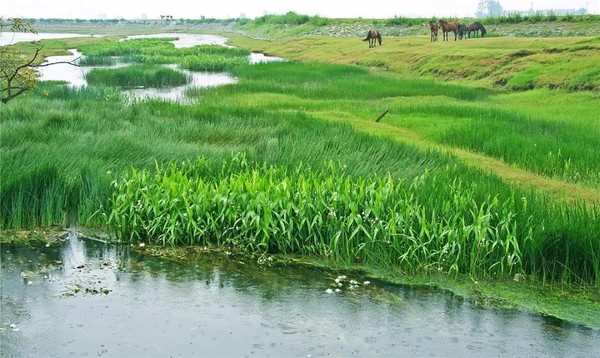 新庄村
