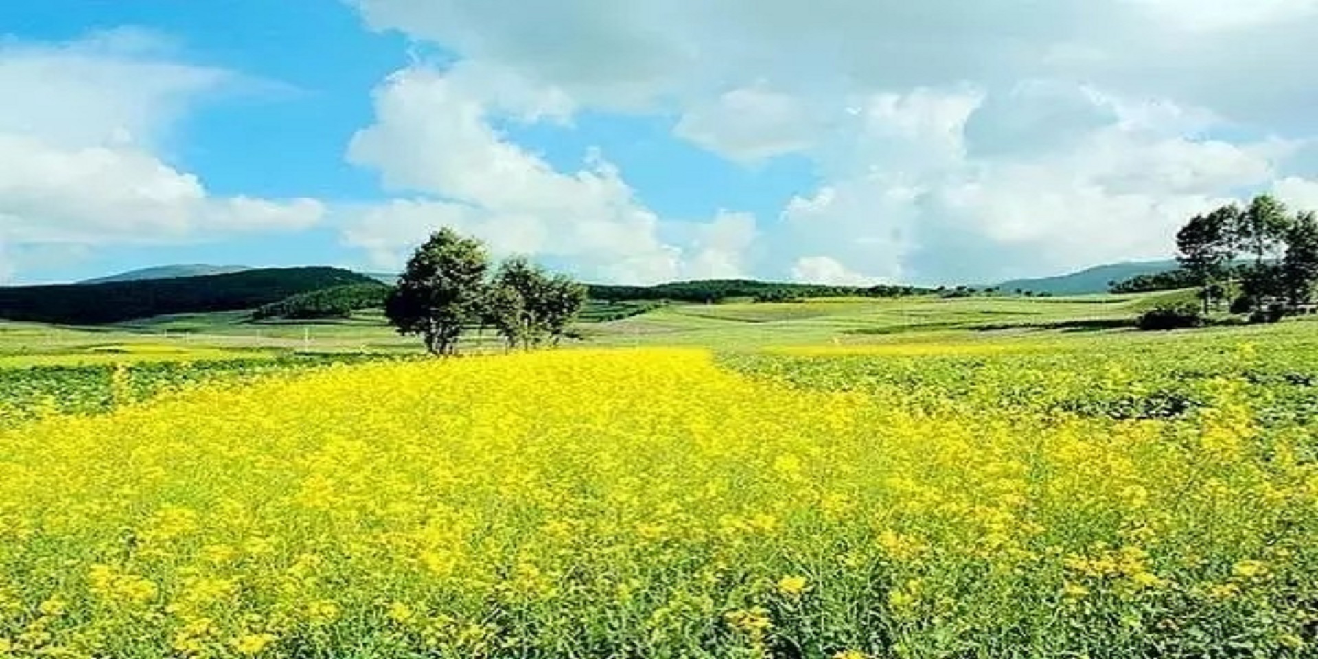 化龙村